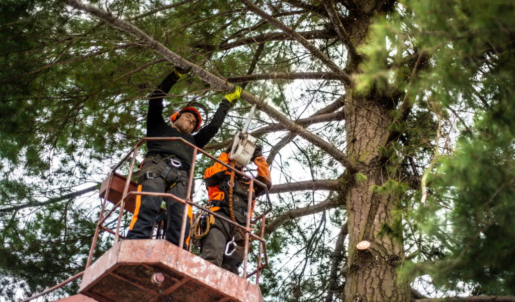 Two arborist men with chainsaw and lifting platform cutting a tree.
