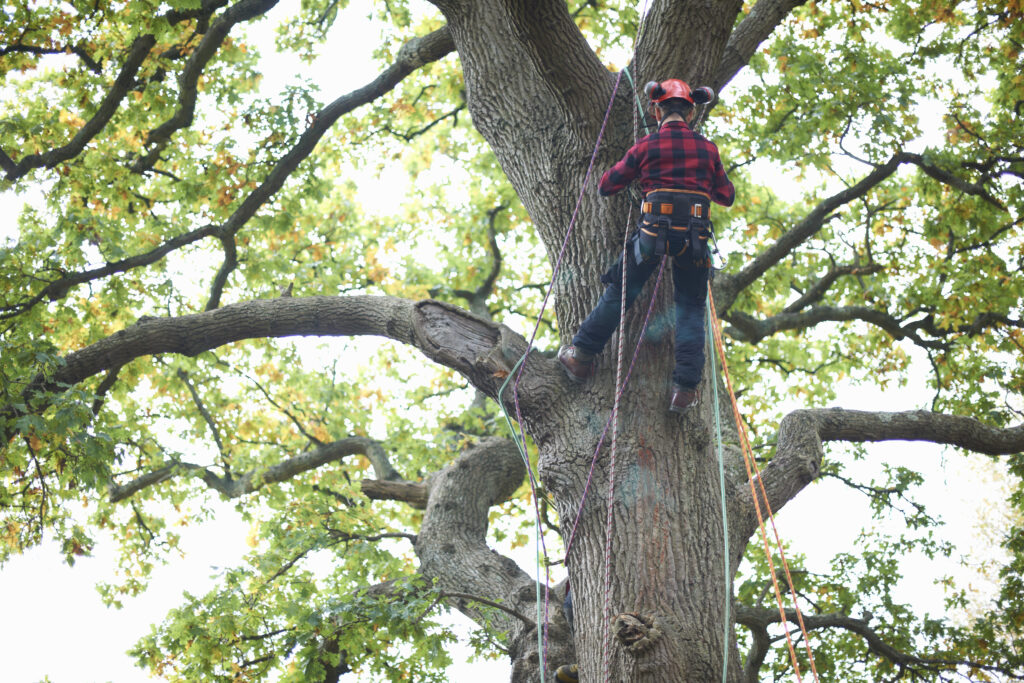 Tree service company working working on a tree