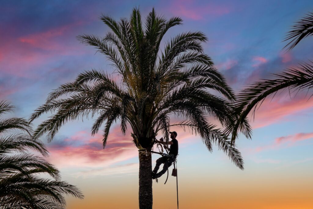 silhouette of palm tree with climbing arborist, set against colorful sunset