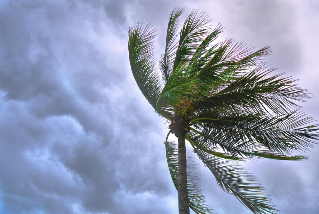 Photo of palm tree blowing in the wind against a stormy sky